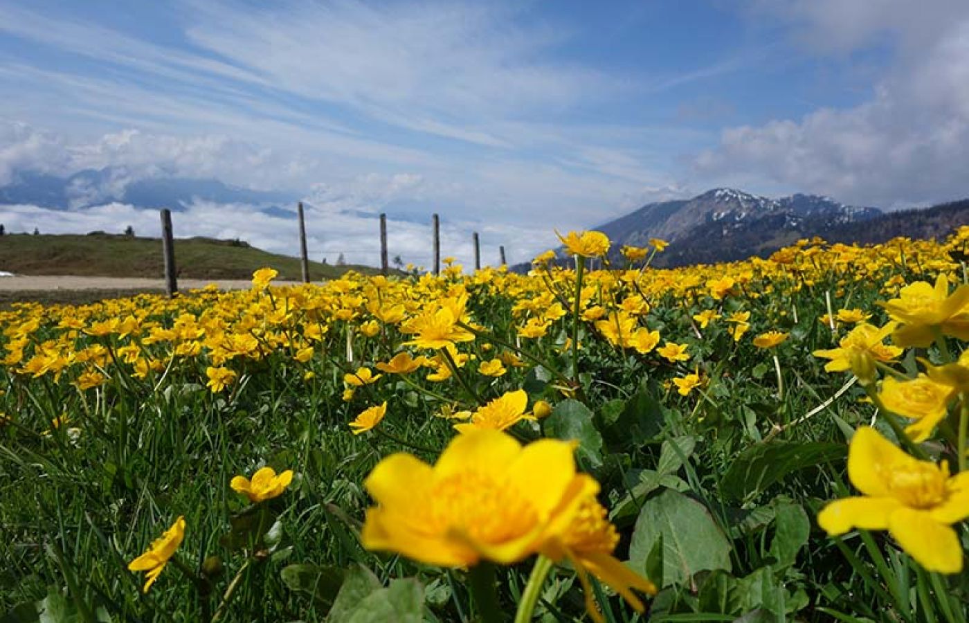 blumen.jpg